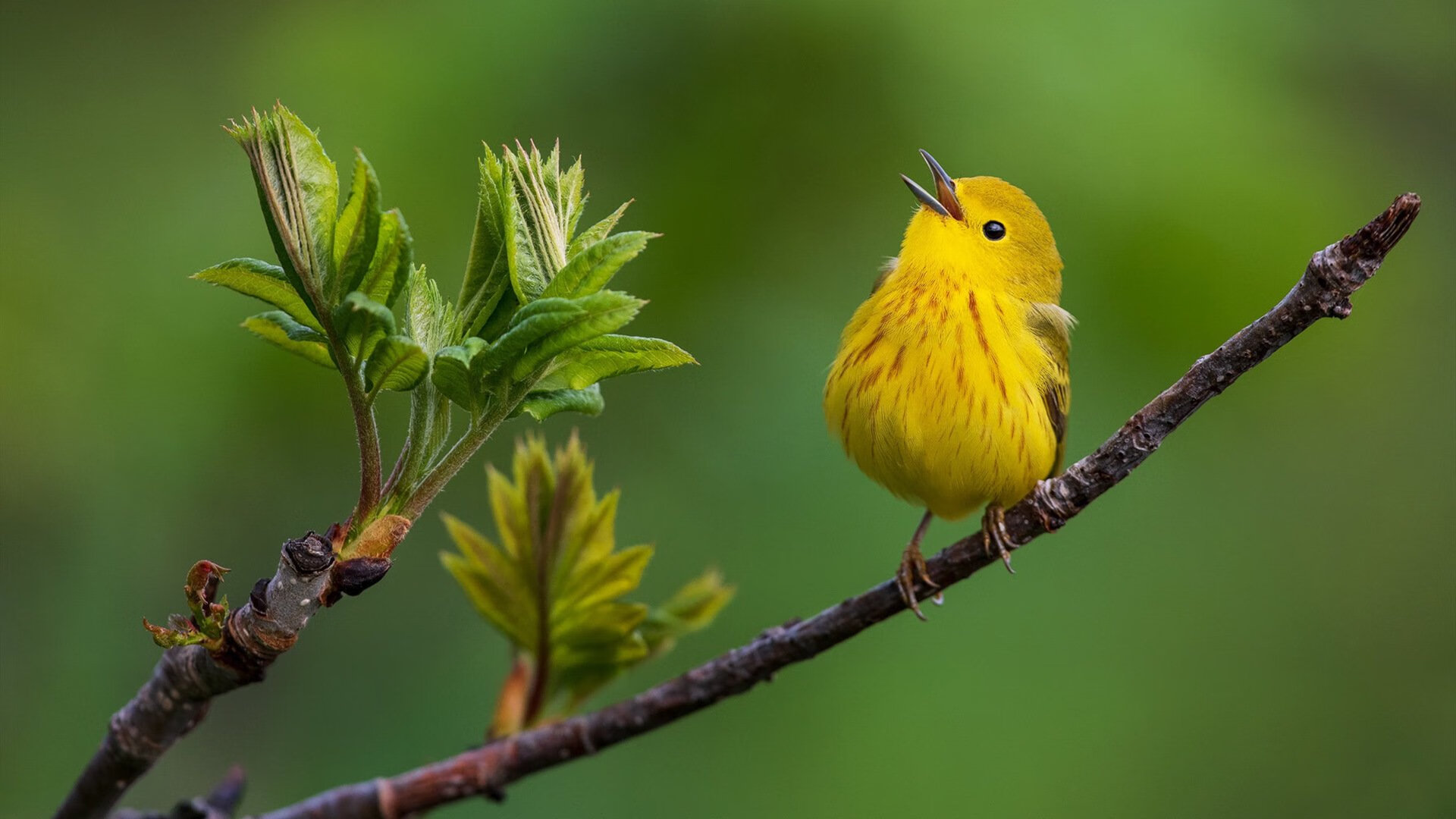 希望之星全国青少年足球赛，精彩纷呈，希望之星比赛现场