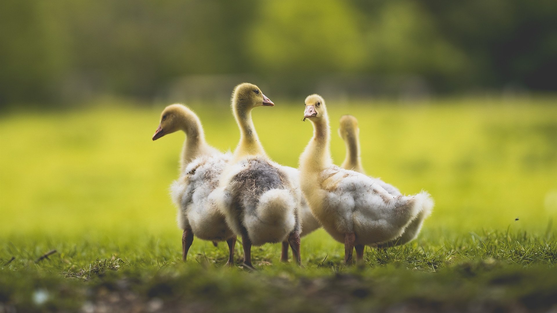 开云官方-《《穿越火线》1.2版本上线，游戏平衡性大调整》，改版穿越火线